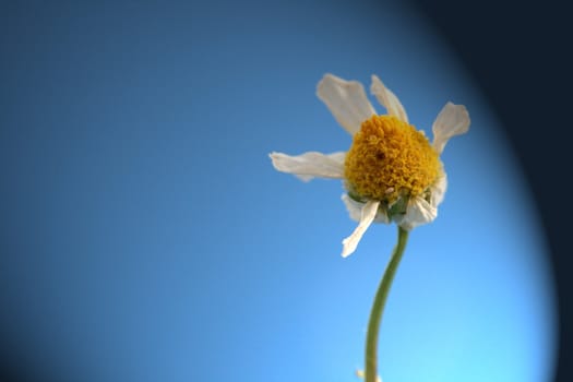 Camomile