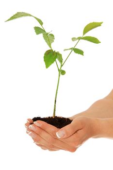 Young tree growing in human hands. All on white background.