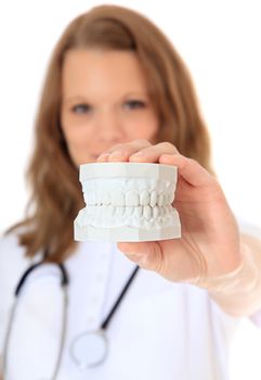 Dentist holding teeth plaster cast. All on white background. Selective focus on hand in foreground.