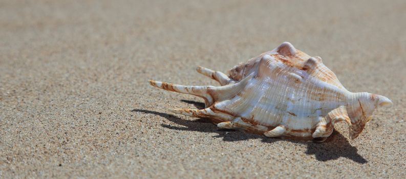 Sea shell lying on the sand.