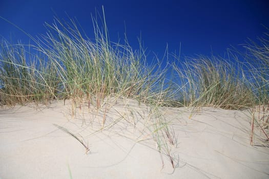 Sand dune in front of bright blue sky.