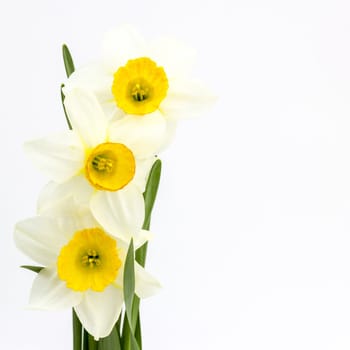 narcissus flowers