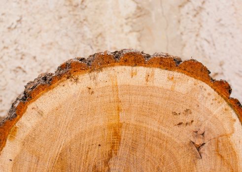 Oak log with brown bark against concrete wall