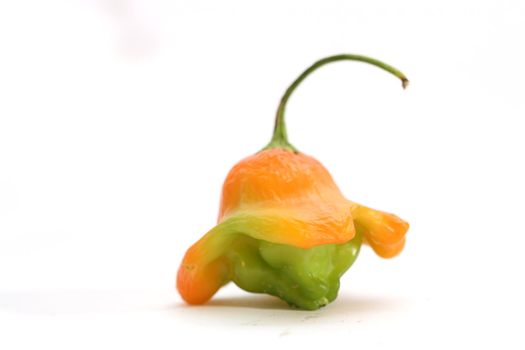 small bell pepper