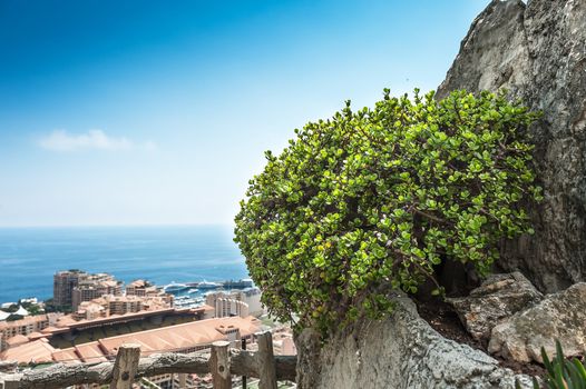 View of Monte Carlo and the Mediterranean Sea from the garden of exotic plants