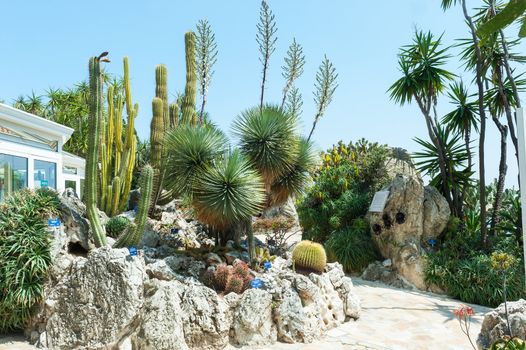 Fragment of a garden of cacti and succulents in Monaco. Jardin Exotique de Monaco.