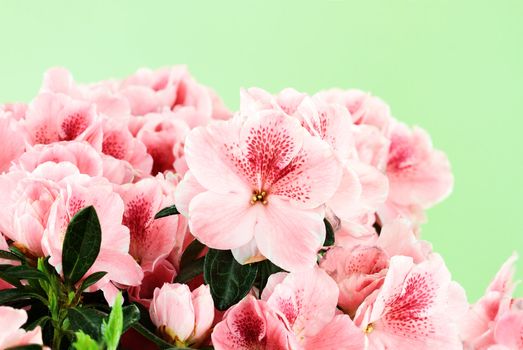 Macro of bright pink azalea blooms against a green background. Shallow depth of field.
