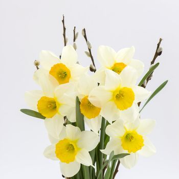 narcissus flowers