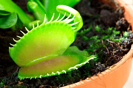 macro shot of Venus Flytrap