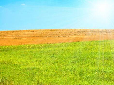 agriculture field