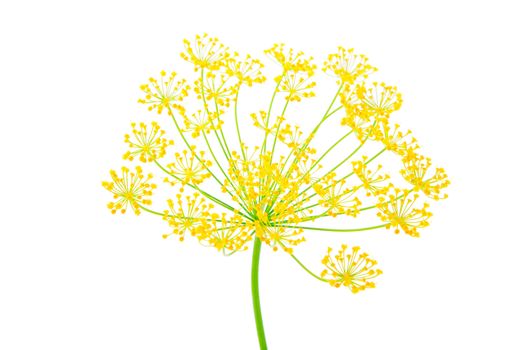 Close-up of dill, on white background 