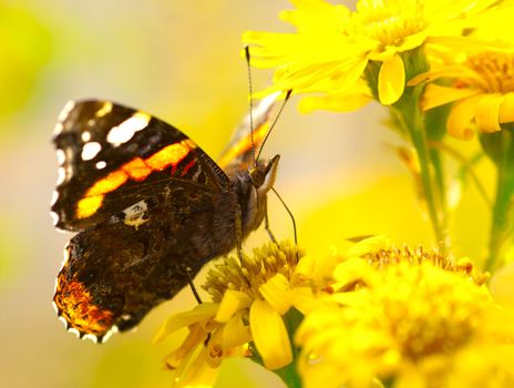 butterfly on yellow flower