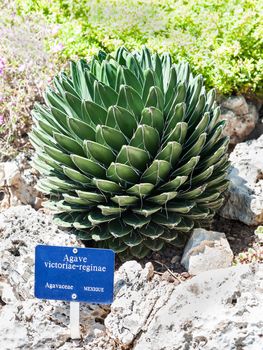 Queen Victoria's agave in the park of exotic plants in Monaco