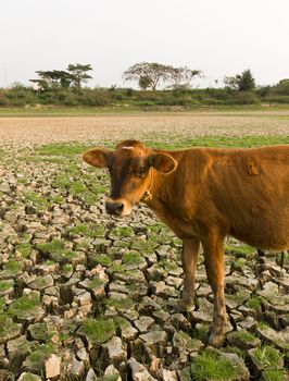 Cow and Cracked earth  metaphoric for climate change and global warming.