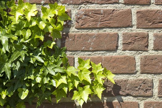 Ivy on the brick wall 