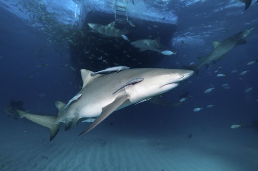Lemon sharks and fish swimming near a boat, Bahamas