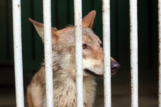 Wolf in the cage at the zoo close up