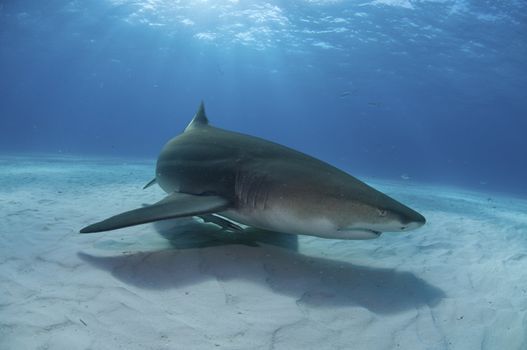 A close up on a lemon shark swimming along the sea bed, Bahamas