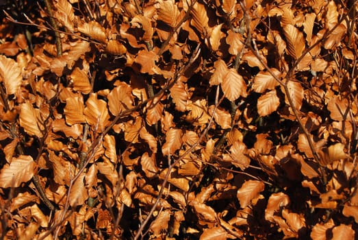 Hazelnut dry foliage in sunny autumn, background