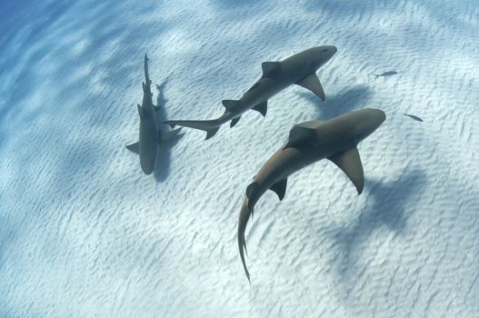 Sharks swimming along the sea bed, Bahamas