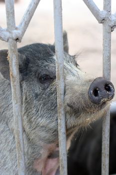 Wild boar in a cage at the zoo