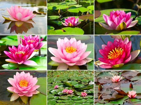 Assortment of  nymphaea Water lilly in a pond 