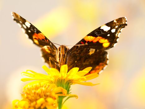 butterfly on yellow flower 