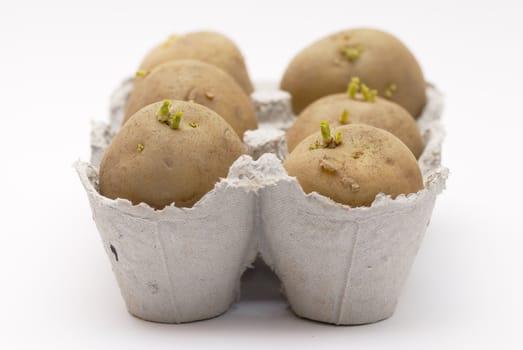 Potatoes chitting in an egg carton before planting out on an allotment.