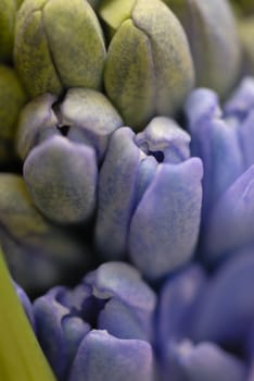 Blue hyacinth flowers opening. Macros, shallow DOF.