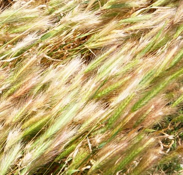 Golden ears can use as background