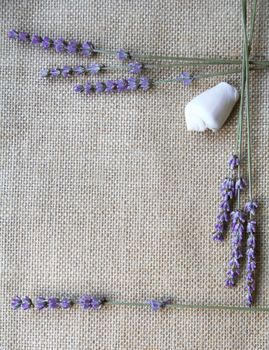 Bunch of lavender flowers and white sea shell on sackcloth background