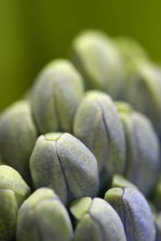 Blue hyacinth flowers opening. Macros, shallow DOF.