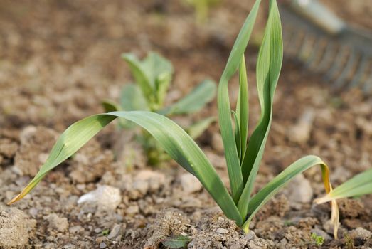 One young healthy garlic (Allium sativum) plant foliage. 
