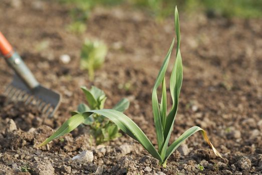 One young healthy garlic (Allium sativum) plant foliage. 