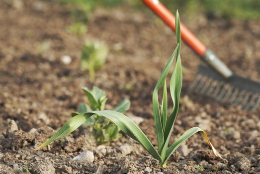 One young healthy garlic (Allium sativum) plant foliage. 