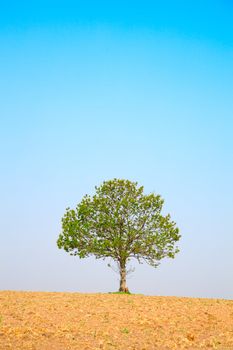 tree on blue sky, around on the ploughed earth. 