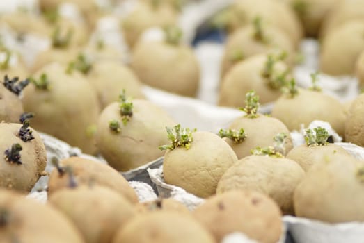 Six potatoes (swift) chitting in an egg carton. Short DOF, focus on 1st Potatoes. Chitting encorages the production of shoots ready for planting out on the allotment.