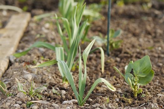 Row of young healthy garlic (Allium sativum) plants and broad beans (Vicia faba) growing in an allotment.