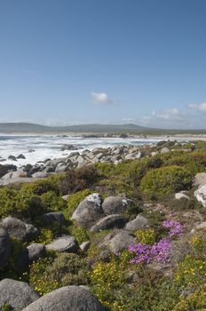 The view of purple and yellow flowers growing between the rocks, Western Cape, South Africa