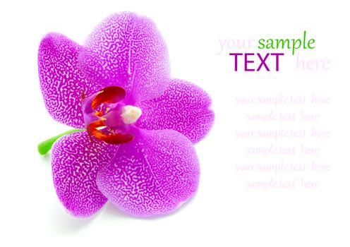 orchid on white background 