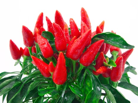 red pods of pepper, on white background 