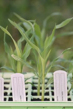 Young sweetcorn germinating in a green seedtray with lables.