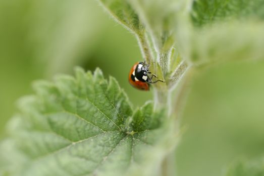 Macro image of one ladybird climbing a nettle. Short DOF, focus on Beatle.