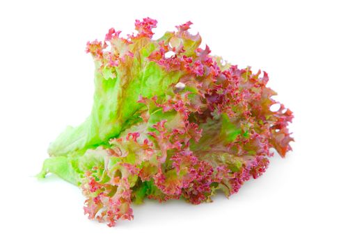Red Oak lettuce  leaves on a white background 