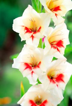 gladiolus flower in summer day