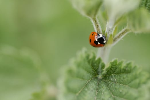 Macro image of one ladybird climbing a nettle. Short DOF, focus on Beatle.