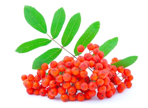 Ashberry with green leaves. isolated on a white background 