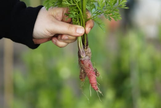 Woman at a an allotment holding a recently harvested bunch of carrots.