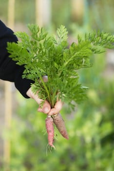 Woman at a an allotment holding a recently harvested bunch of carrots.