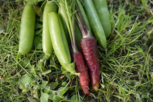 Bunch of Red Dragon (Daucus carota) carrots.